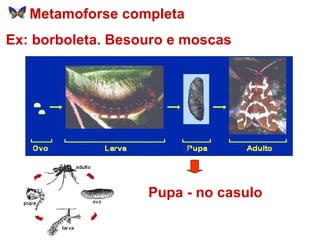 Metamoforse completa Ex: borboleta. Besouro e moscas Pupa - no casulo 