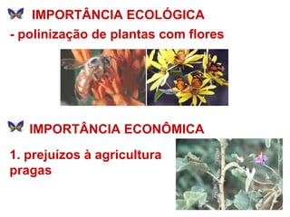 IMPORTÂNCIA ECOLÓGICA 1. prejuízos à agricultura pragas - polinização de plantas com flores IMPORTÂNCIA ECONÔMICA 