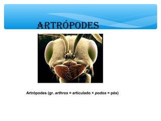ARTRÓPODES




Artrópodes (gr. arthros = articulado + podos = pés)
 