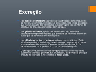 Excreção
 • os túbulos de Malpighi são típicos dos artrópodes terrestres, como
  os insetos, aracnídeos, quilópodes e diplópodes. São tubos alongados
  que retiram excreta das hemoceles e descarregam-nos no interior do
  intestino, de onde são eliminados com as fezes.

 • as glândulas coxais, típicas dos aracnídeos, são estruturas
  saculiformes de parede delgada que eliminam os resíduos através de
  dutos que se abrem nas coxas das patas.

 • as glândulas verdes ou antenais existem nos crustáceos. Estão
  situadas na cabeça e eliminam os resíduos por meio de dutos que se
  abrem na base das antenas. É comum também a eliminação de
  excretas através da superfície do corpo ou pelas brânquias.
 O principal produto de excreção nitrogenada dos aracnídeos é uma
  substância chamada guanina. Em crustáceos, a amônia é o principal
  produto de excreção e, nos insetos, o ácido úrico.
 