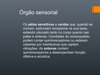 Órgão sensorial

 Os pêlos sensitivos e cerdas que, quando se
  movem, estimulam receptores na sua base,
  estando colocado tanto no corpo quanto nas
  patas e antenas. Cavidades do exoesqueleto
  podem conter quimioreceptores ou estarem
  cobertas por membranas que captam
  vibrações. As antenas contem
  quimioreceptores e desempenham função
  olfativa e acústica.
 