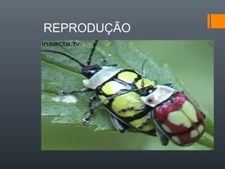 REPRODUÇÃO
 