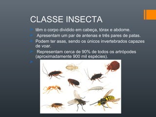 CLASSE INSECTA
 têm o corpo dividido em cabeça, tórax e abdome.
 Apresentam um par de antenas e três pares de patas.
 Podem ter asas, sendo os únicos invertebrados capazes
  de voar.
 Representam cerca de 90% de todos os artrópodes
  (aproximadamente 900 mil espécies).

 