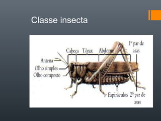 Classe insecta
 