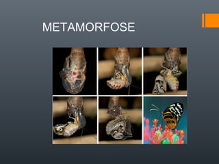 METAMORFOSE
 