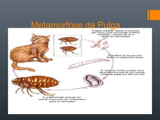 Metamorfose da Pulga
 