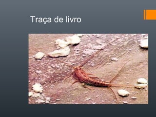 Traça de livro
 