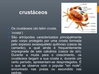 crustáceos

 Os crustáceos (do latim crusta,
 ‘crosta’)
 São artrópodes caracterizados principalmente
  pelo corpo protegido por uma crosta formada
  pelo espesso exoesqueleto quitinoso (casca de
  camarão), a qual ainda é frequentemente
  impregnada de sais calcários (casca de siri).
  Durante a muda para o crescimento, os
  crustáceos largam a sua crosta e, durante um
  certo período, apresentam-se desprotegidos. É
  o que se observa com o popular "siri mole",
  encontrado nas praias ou escondido nas
  pedras.
 