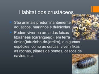 Habitat dos crustáceos
 São animais predominantemente
  aquáticos, marinhos e dulcícolas.
 Podem viver na areia das faixas
  litorâneas (caranguejo), em terra
  úmida(tatuzinho-de-jardim), e algumas
  espécies, como as cracas, vivem fixas
  às rochas, pilares de pontes, cascos de
  navios, etc.
 