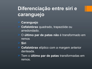 Diferenciação entre siri e
caranguejo
 Caranguejo
 Cefalotórax quadrado, trapezóide ou
  arredondado.
 O último par de patas não é transformado em
  remos
 Siri
 Cefalotórax elíptico com a margem anterior
  denteada.
 Tem o último par de patas transformadas em
  remos.
 