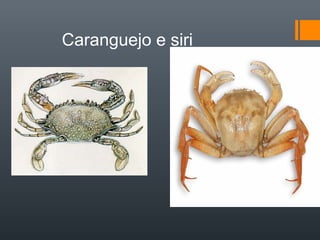 Caranguejo e siri
 