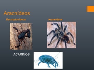 Aracnídeos
Escorpionídeos   Araneídeos




     ACARINOS
 