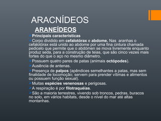 ARACNÍDEOS
   ARANEÍDEOS
Principais características
Corpo dividido em cefalotórax e abdome. Nas aranhas o
cefalotórax está unido ao abdome por uma fina cintura chamada
pedicelo que permite que o abdómen se mova livremente enquanto
produz seda, para a construção de teias, que são cinco vezes mais
fortes do que o aço no mesmo diâmetro.
Possuem quatro pares de patas (animais octópodes).
Ausência de antenas.
Presença de palpos (apêndices semelhantes a patas, mas sem
finalidade de locomoção; servem para prender vítimas e alimentos
ou possuem função sexual).
Muitas espécies venenosas e perigosas.
A respiração é por filotraquéias.
São a maioria terrestres, vivendo sob troncos, pedras, buracos
no solo, em vários habitats, desde o nível do mar até altas
montanhas.
 
