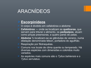 ARACNÍDEOS

 Escorpinídeos
 O corpo é dividido em cefalotórax e abdome
 Cefalotórax — onde se localizam as quelíceras, que
  servem para triturar o alimento, os pedipalpos, atuam
  como pinças preensoras, e quatro pares de patas.
 Abdome ¾ localizam-se as glândulas de veneno, numa
  dilatação denominada télson, portadora do aguilhão.
 Respiração por filotraquéias.
 Comuns nos locais de clima quente ou temperado. Há
  diversas espécies com dimensões e coloridos muito
  variados.
 As espécies mais comuns são o Tytius bahiensis e o
  Tytius serrulatus.
 