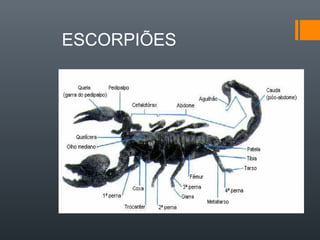 ESCORPIÕES
 
