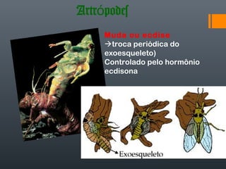 Artrópodes
     Muda ou ecdise
     troca periódica do
     exoesqueleto)
     Controlado pelo hormônio
     ecdisona
 