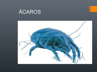ÁCAROS
 