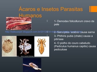 Ácaros e Insetos Parasitas
           Humanos
                                         1- Demodex folicollurum cravo da
                                          pele

http://belezasjdr.blogspot.com.br/2012/03/v-behaviorurldefaultvmlo.html
                                            2- Sarcoptes scabiei causa sarna
                                         3- Phthiris pubis (chato) causa a
                                          pitiríase
                                         4- O piolho do couro cabeludo
                                          (Pediculus humanus capitis) causa
                                          pediculose
 