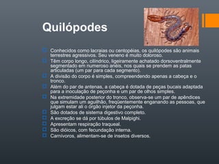 Quilópodes
 Conhecidos como lacraias ou centopéias, os quilópodes são animais
  terrestres agressivos. Seu veneno é muito doloroso.
 Têm corpo longo, cilíndrico, ligeiramente achatado dorsoventralmente
  segmentado em numeroso anéis, nos quais se prendem as patas
  articuladas (um par para cada segmento).
 A divisão do corpo é simples, compreendendo apenas a cabeça e o
  tronco.
 Além do par de antenas, a cabeça é dotada de peças bucais adaptada
  para a inoculação de peçonha e um par de olhos simples.
 Na extremidade posterior do tronco, observa-se um par de apêndices
  que simulam um aguilhão, freqüentemente enganando as pessoas, que
  julgam estar ali o órgão injetor da peçonha.
 São dotados de sistema digestivo completo.
 A excreção se dá por túbulos de Malpighi.
 Apresentam respiração traqueal.
 São dióicos, com fecundação interna.
 Carnívoros, alimentam-se de insetos diversos.
 