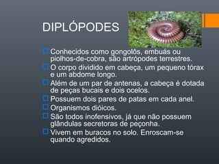 DIPLÓPODES
 Conhecidos como gongolôs, embuás ou
  piolhos-de-cobra, são artrópodes terrestres.
 O corpo dividido em cabeça, um pequeno tórax
  e um abdome longo.
 Além de um par de antenas, a cabeça é dotada
  de peças bucais e dois ocelos.
 Possuem dois pares de patas em cada anel.
 Organismos dióicos.
 São todos inofensivos, já que não possuem
  glândulas secretoras de peçonha.
 Vivem em buracos no solo. Enroscam-se
  quando agredidos.
 