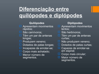 Diferenciação entre
quilópodes e diplópodes
         Quilópodes                     Diplópodes
   Apresentam movimentos         Apresentam movimentos
    rápidos;                       lentos;
   São carnívoros;               São herbívoros;
   Têm um par de antenas         Têm um par de antenas
    longas;                        curtas;
   Produzem veneno;              Não produzem veneno;
   Dotados de patas longas;      Dotados de patas curtas;
   Incapazes de enrolar-se;      Capazes de enrolar-se
   Corpo mais achatado;           em espiral;
   Menor número de               Corpo mais circular;
    segmentos.                    Maior número de
                                   segmentos.
 