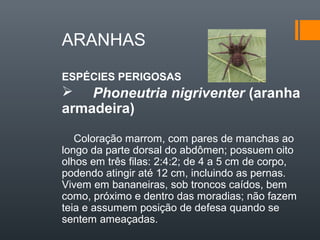 ARANHAS

ESPÉCIES PERIGOSAS
 Phoneutria nigriventer (aranha
armadeira)

   Coloração marrom, com pares de manchas ao
longo da parte dorsal do abdômen; possuem oito
olhos em três filas: 2:4:2; de 4 a 5 cm de corpo,
podendo atingir até 12 cm, incluindo as pernas.
Vivem em bananeiras, sob troncos caídos, bem
como, próximo e dentro das moradias; não fazem
teia e assumem posição de defesa quando se
sentem ameaçadas.
 