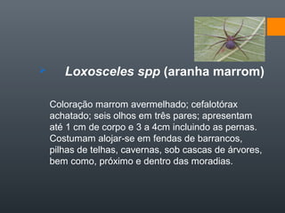       Loxosceles spp (aranha marrom)

    Coloração marrom avermelhado; cefalotórax
    achatado; seis olhos em três pares; apresentam
    até 1 cm de corpo e 3 a 4cm incluindo as pernas.
    Costumam alojar-se em fendas de barrancos,
    pilhas de telhas, cavernas, sob cascas de árvores,
    bem como, próximo e dentro das moradias.
 