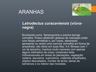 ARANHAS

 Latrodectus curacaviensis (viúva-
  negra)
 Conhecida como flamenguinha e aranha barriga
 vermelha. Possui abdômen globoso de coloração preta
 com faixas vermelhas e, por vezes, alaranjada;
 apresenta no ventre uma mancha vermelha em forma de
 ampulheta; oito olhos em duas filas: 4:4; fêmeas com 1
 cm de tamanho; machos muito menores com apenas
 alguns milímetros de corpo; constroem teias
 tridimensionais em áreas de plantações, vegetação
 rasteira, sauveiros, cupinzeiros, materiais empilhados,
 objetos descartados, montes de lenha, beiras de
 barrancos e no interior das moradias.
 
