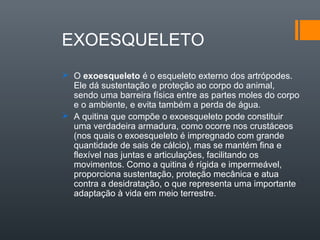 EXOESQUELETO
 O exoesqueleto é o esqueleto externo dos artrópodes.
  Ele dá sustentação e proteção ao corpo do animal,
  sendo uma barreira física entre as partes moles do corpo
  e o ambiente, e evita também a perda de água.
 A quitina que compõe o exoesqueleto pode constituir
  uma verdadeira armadura, como ocorre nos crustáceos
  (nos quais o exoesqueleto é impregnado com grande
  quantidade de sais de cálcio), mas se mantém fina e
  flexível nas juntas e articulações, facilitando os
  movimentos. Como a quitina é rígida e impermeável,
  proporciona sustentação, proteção mecânica e atua
  contra a desidratação, o que representa uma importante
  adaptação à vida em meio terrestre.
 