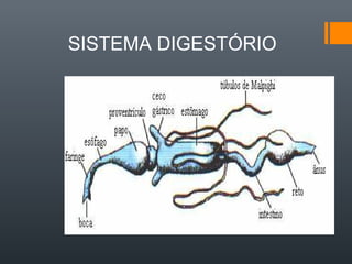 SISTEMA DIGESTÓRIO
 