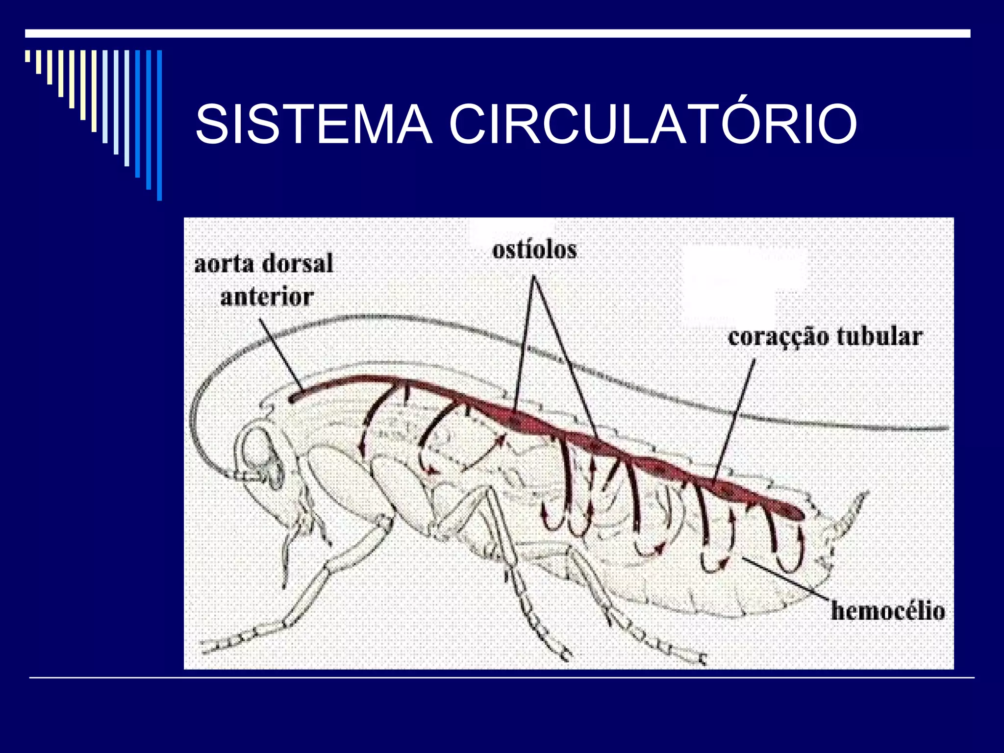 SISTEMA CIRCULATÓRIO
 