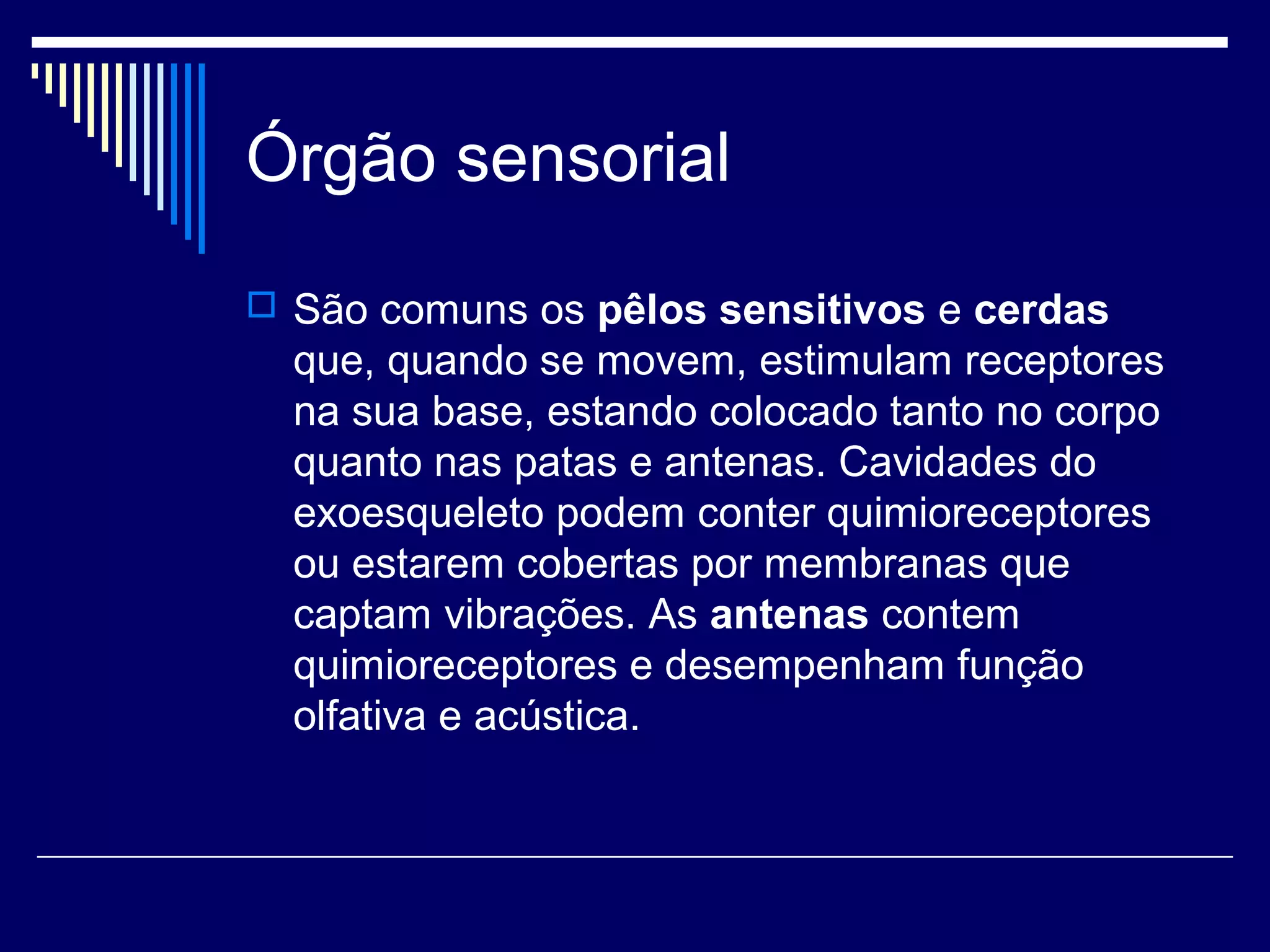 Órgão sensorial
 São comuns os pêlos sensitivos e cerdas
  que, quando se movem, estimulam receptores
  na sua base, estando colocado tanto no corpo
  quanto nas patas e antenas. Cavidades do
  exoesqueleto podem conter quimioreceptores
  ou estarem cobertas por membranas que
  captam vibrações. As antenas contem
  quimioreceptores e desempenham função
  olfativa e acústica.
 