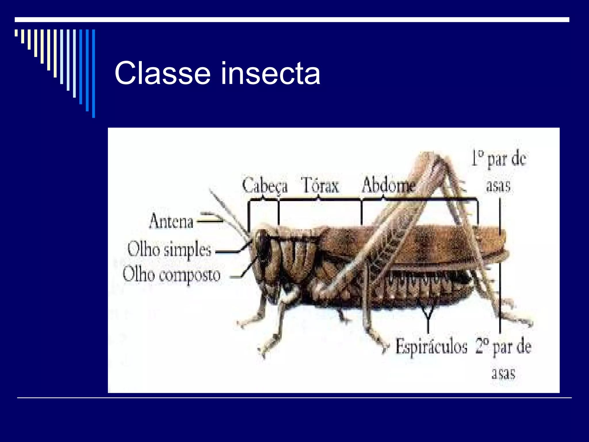 Classe insecta
 