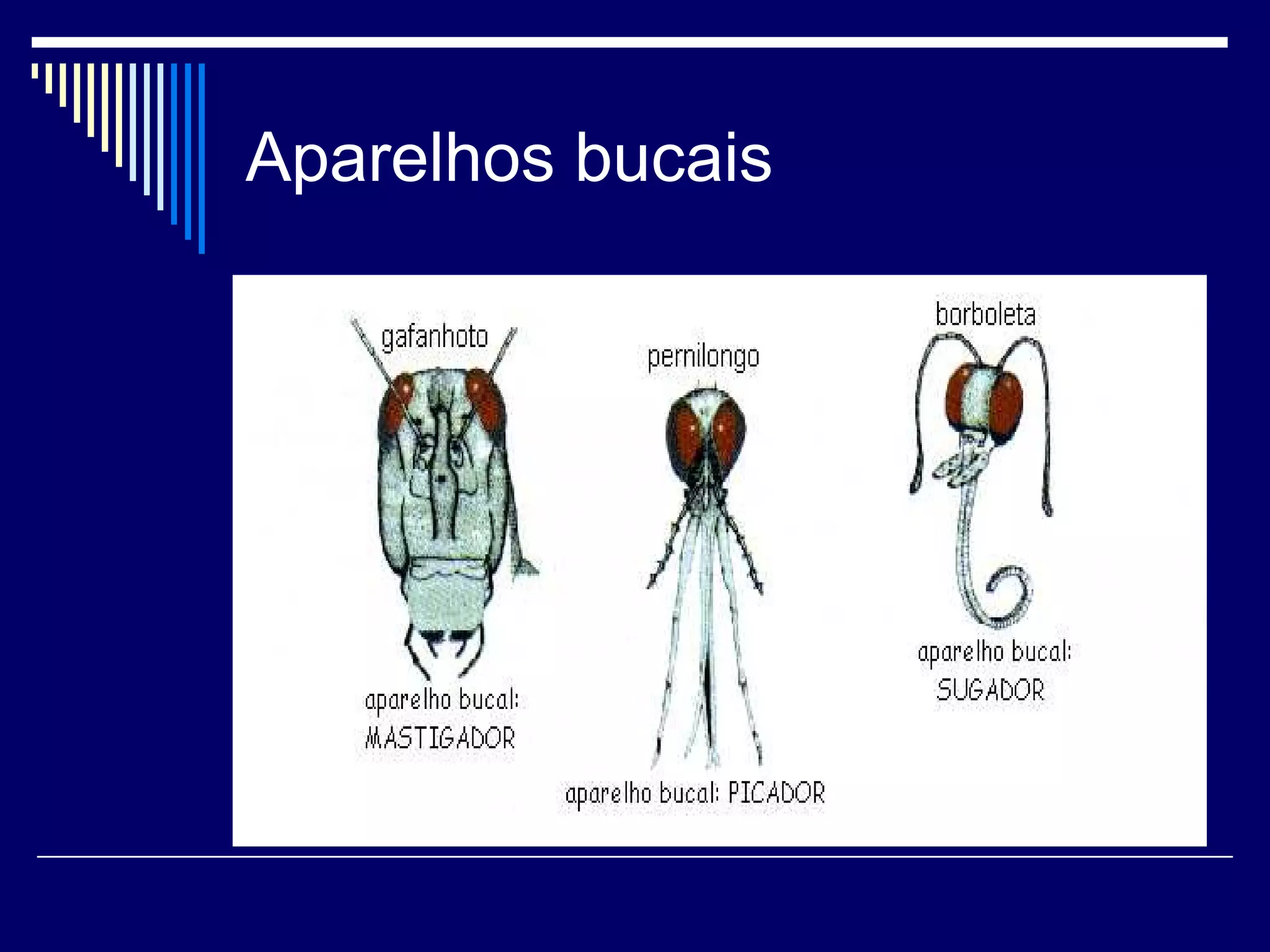 Aparelhos bucais
 