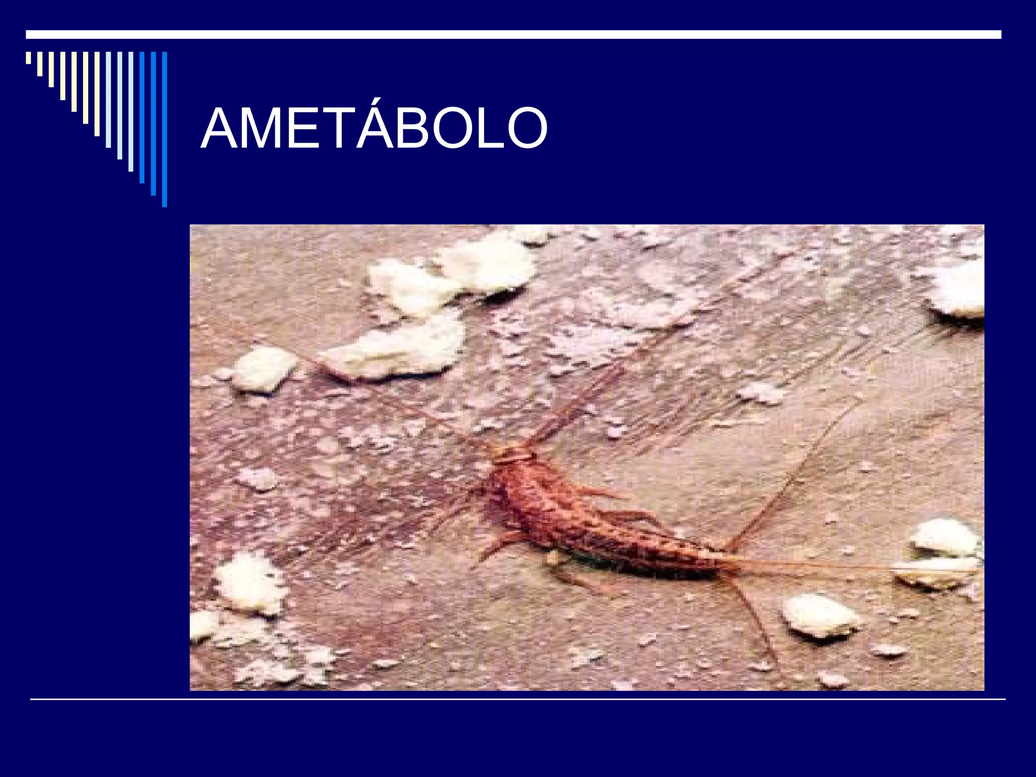 AMETÁBOLO
 