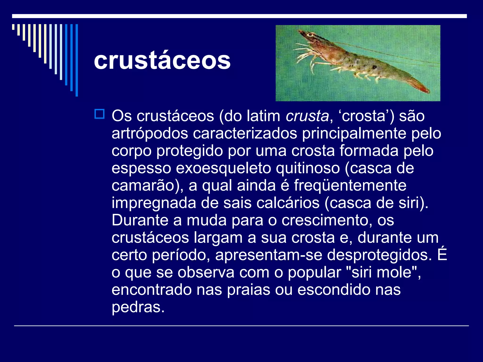 crustáceos
 Os crustáceos (do latim crusta, ‘crosta’) são
  artrópodos caracterizados principalmente pelo
  corpo protegido por uma crosta formada pelo
  espesso exoesqueleto quitinoso (casca de
  camarão), a qual ainda é freqüentemente
  impregnada de sais calcários (casca de siri).
  Durante a muda para o crescimento, os
  crustáceos largam a sua crosta e, durante um
  certo período, apresentam-se desprotegidos. É
  o que se observa com o popular "siri mole",
  encontrado nas praias ou escondido nas
  pedras.
 
