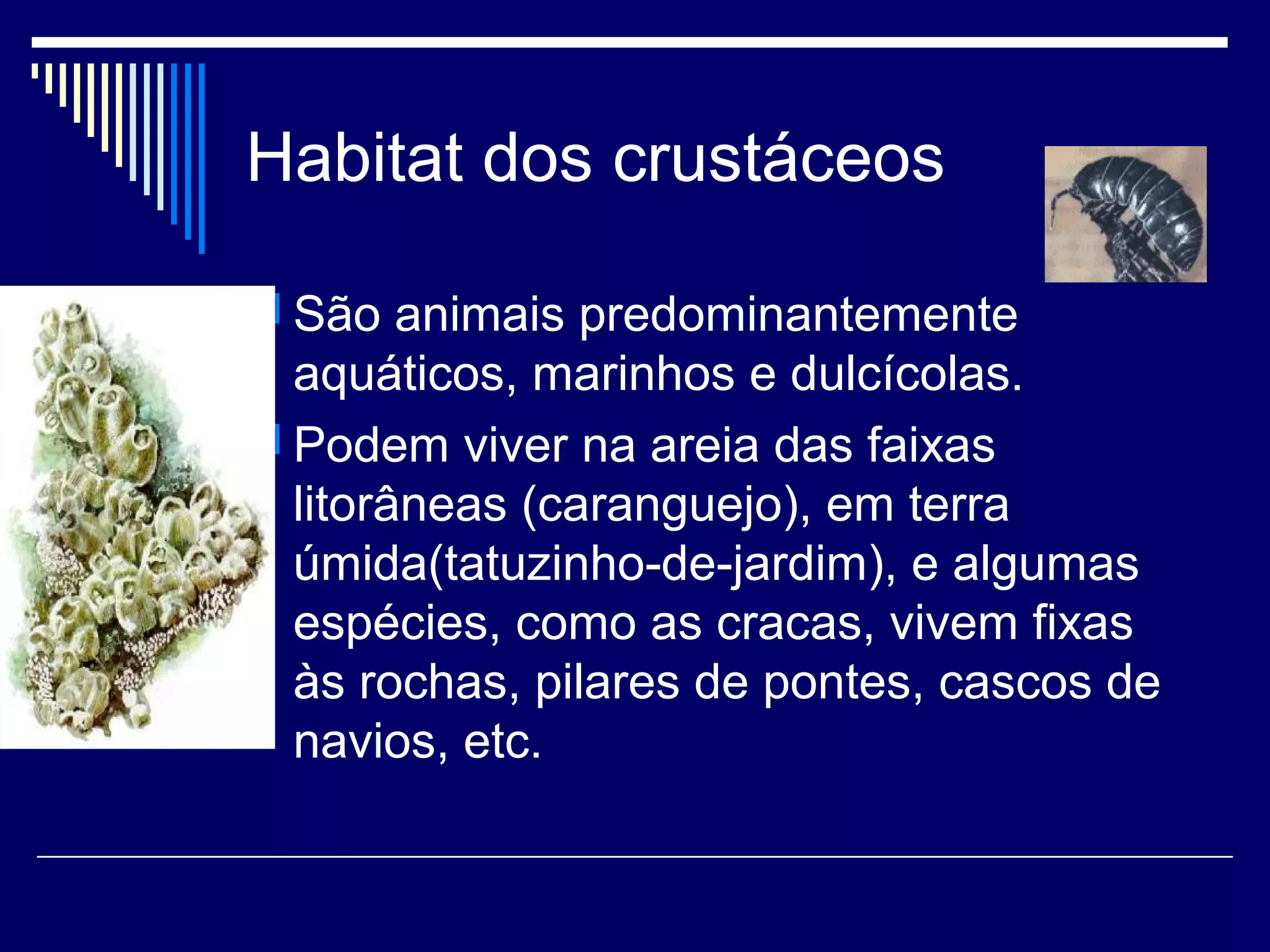 Habitat dos crustáceos

 São animais predominantemente
  aquáticos, marinhos e dulcícolas.
 Podem viver na areia das faixas
  litorâneas (caranguejo), em terra
  úmida(tatuzinho-de-jardim), e algumas
  espécies, como as cracas, vivem fixas
  às rochas, pilares de pontes, cascos de
  navios, etc.
 
