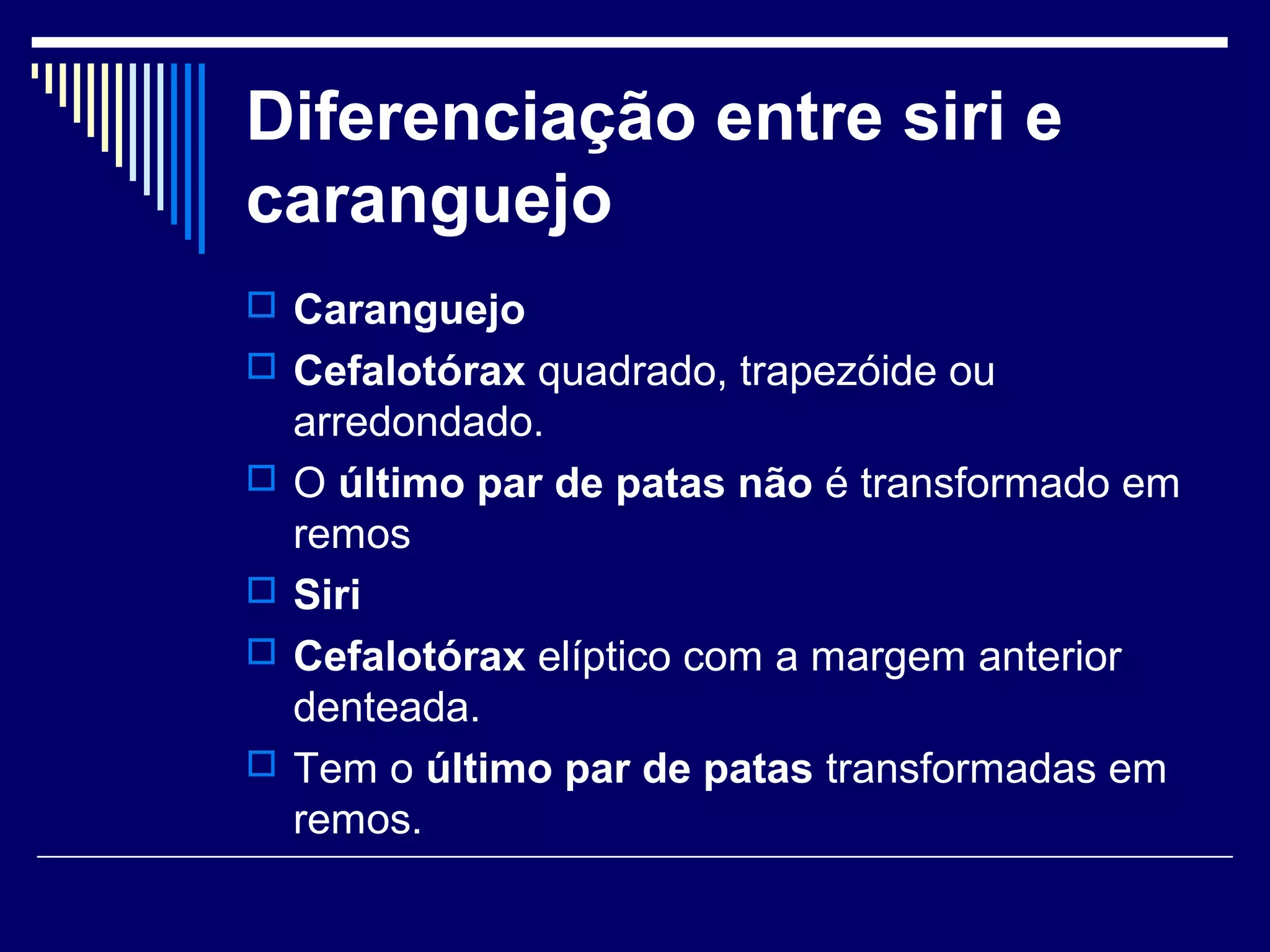 Diferenciação entre siri e
caranguejo
 Caranguejo
 Cefalotórax quadrado, trapezóide ou
    arredondado.
   O último par de patas não é transformado em
    remos
   Siri
   Cefalotórax elíptico com a margem anterior
    denteada.
   Tem o último par de patas transformadas em
    remos.
 