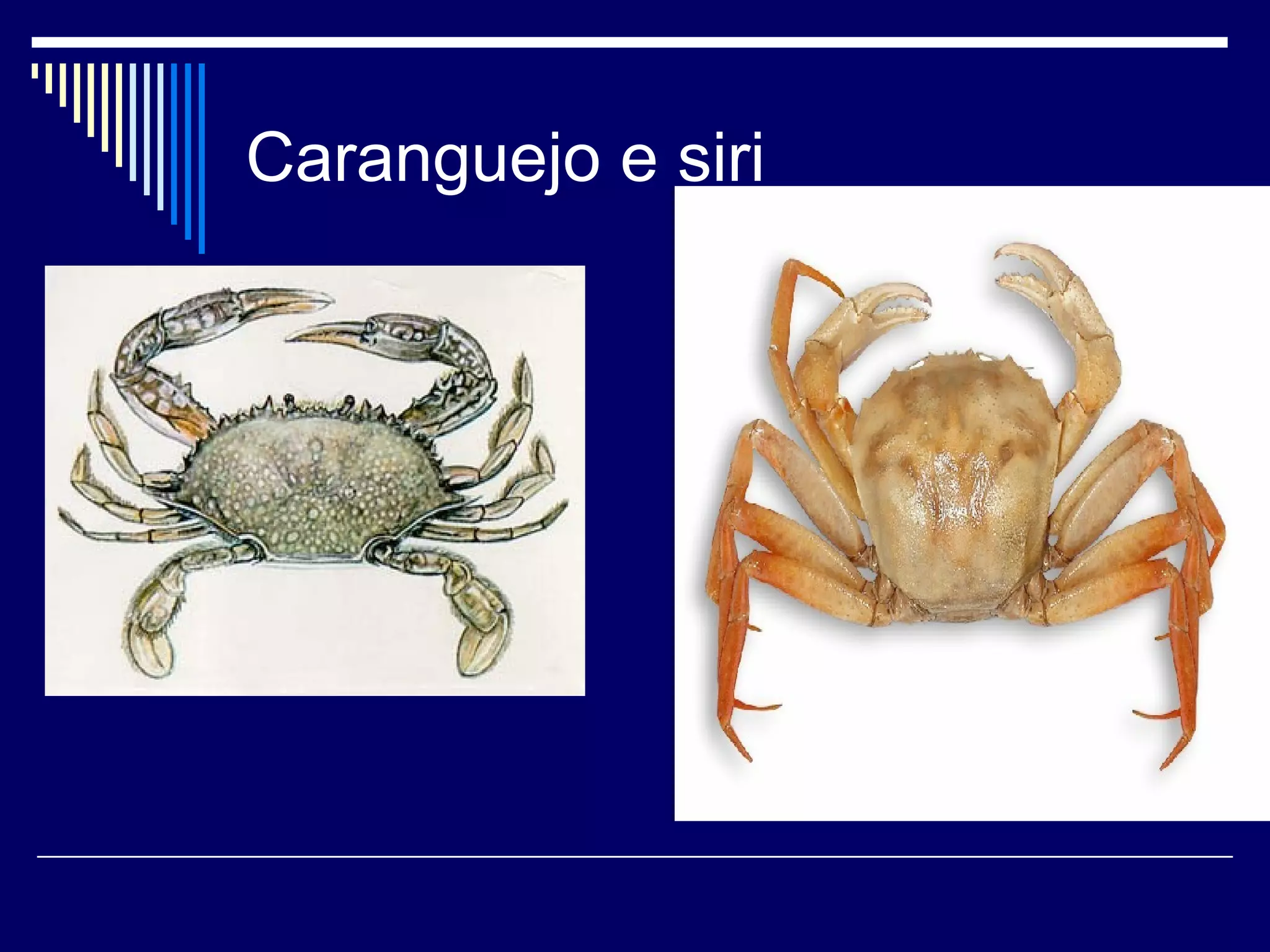 Caranguejo e siri
 