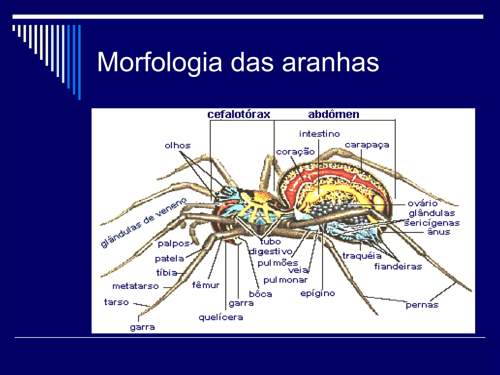 Morfologia das aranhas
 