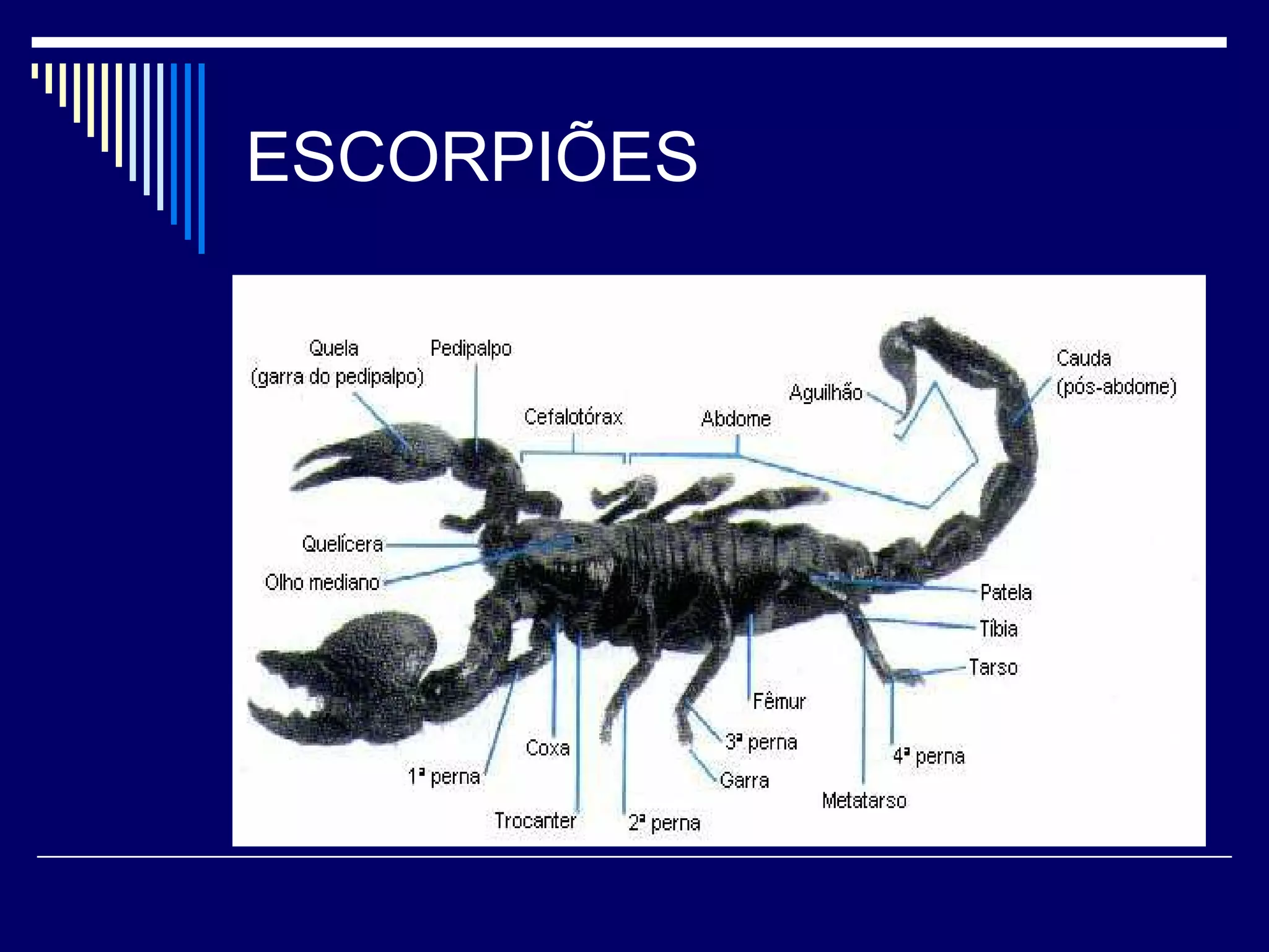 ESCORPIÕES
 