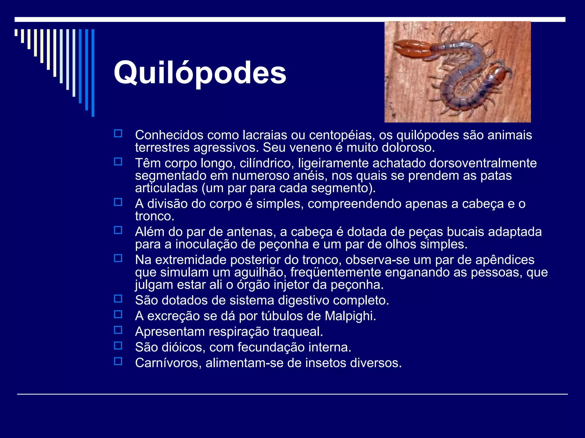 Quilópodes
   Conhecidos como lacraias ou centopéias, os quilópodes são animais
    terrestres agressivos. Seu veneno é muito doloroso.
   Têm corpo longo, cilíndrico, ligeiramente achatado dorsoventralmente
    segmentado em numeroso anéis, nos quais se prendem as patas
    articuladas (um par para cada segmento).
   A divisão do corpo é simples, compreendendo apenas a cabeça e o
    tronco.
   Além do par de antenas, a cabeça é dotada de peças bucais adaptada
    para a inoculação de peçonha e um par de olhos simples.
   Na extremidade posterior do tronco, observa-se um par de apêndices
    que simulam um aguilhão, freqüentemente enganando as pessoas, que
    julgam estar ali o órgão injetor da peçonha.
   São dotados de sistema digestivo completo.
   A excreção se dá por túbulos de Malpighi.
   Apresentam respiração traqueal.
   São dióicos, com fecundação interna.
   Carnívoros, alimentam-se de insetos diversos.
 