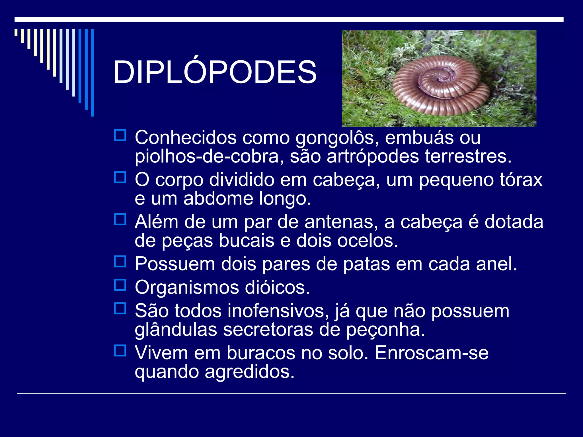 DIPLÓPODES
 Conhecidos como gongolôs, embuás ou
    piolhos-de-cobra, são artrópodes terrestres.
   O corpo dividido em cabeça, um pequeno tórax
    e um abdome longo.
   Além de um par de antenas, a cabeça é dotada
    de peças bucais e dois ocelos.
   Possuem dois pares de patas em cada anel.
   Organismos dióicos.
   São todos inofensivos, já que não possuem
    glândulas secretoras de peçonha.
   Vivem em buracos no solo. Enroscam-se
    quando agredidos.
 