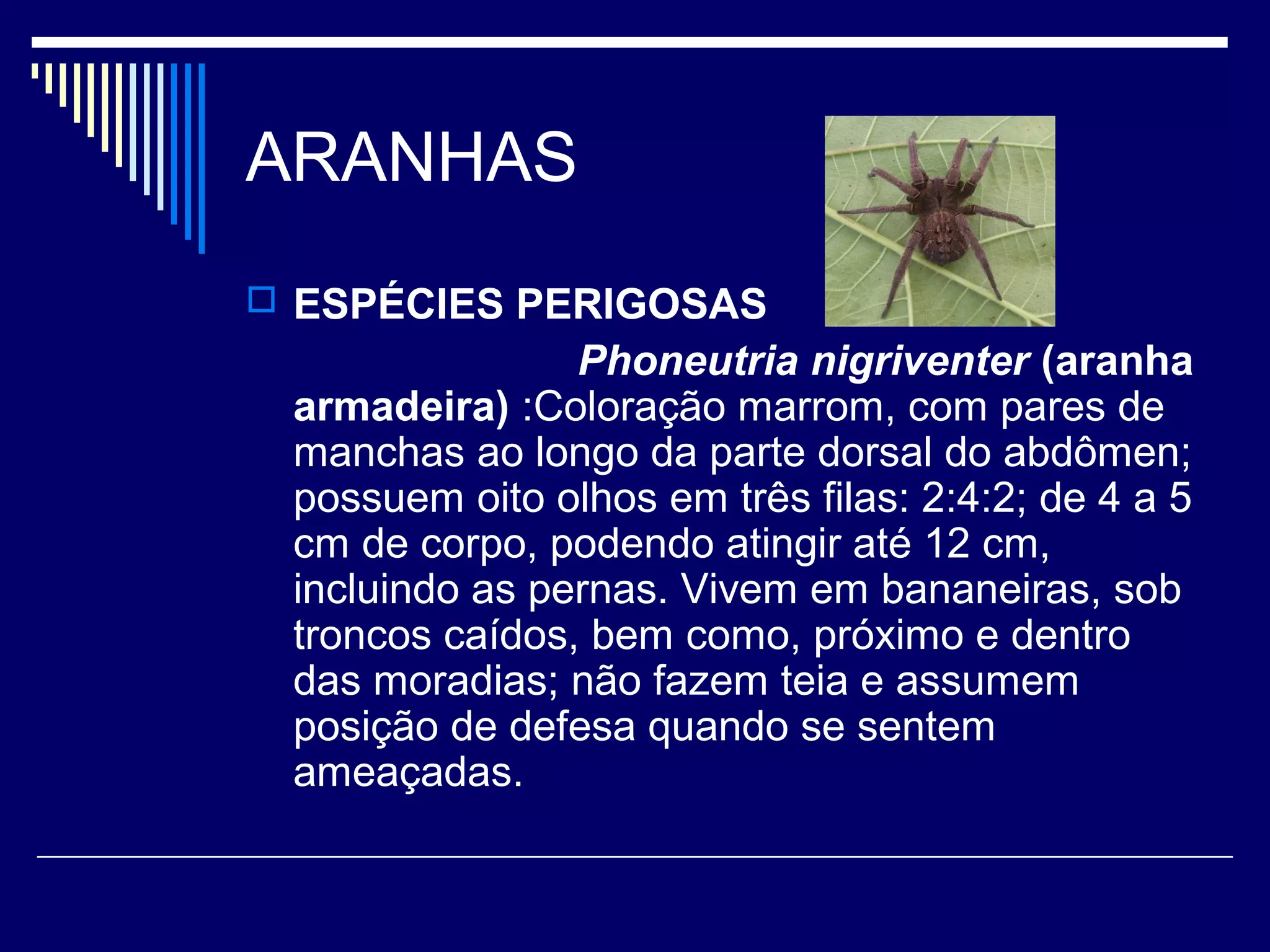 ARANHAS
 ESPÉCIES PERIGOSAS
                Phoneutria nigriventer (aranha
 armadeira) :Coloração marrom, com pares de
 manchas ao longo da parte dorsal do abdômen;
 possuem oito olhos em três filas: 2:4:2; de 4 a 5
 cm de corpo, podendo atingir até 12 cm,
 incluindo as pernas. Vivem em bananeiras, sob
 troncos caídos, bem como, próximo e dentro
 das moradias; não fazem teia e assumem
 posição de defesa quando se sentem
 ameaçadas.
 