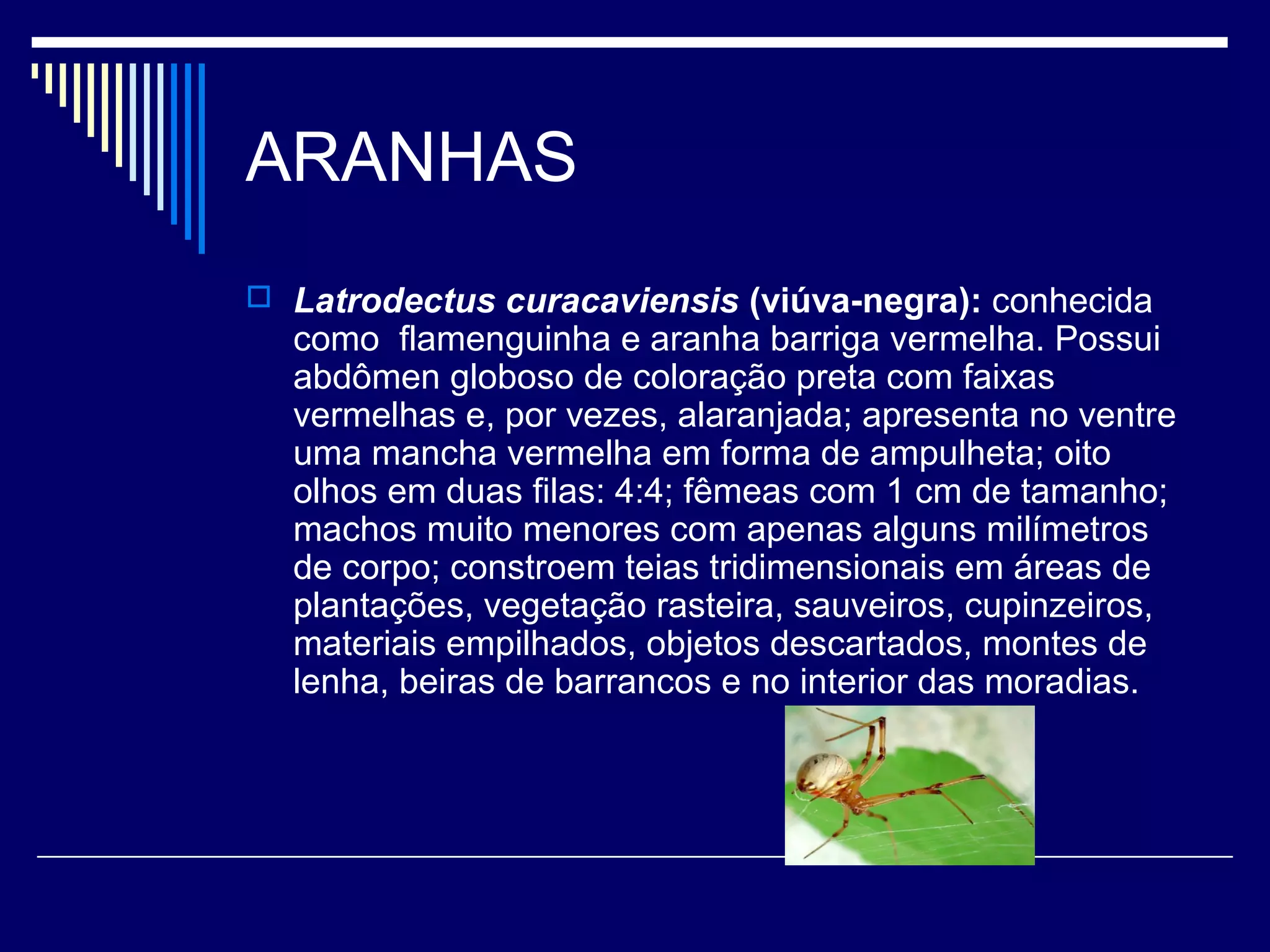 ARANHAS
 Latrodectus curacaviensis (viúva-negra): conhecida
  como flamenguinha e aranha barriga vermelha. Possui
  abdômen globoso de coloração preta com faixas
  vermelhas e, por vezes, alaranjada; apresenta no ventre
  uma mancha vermelha em forma de ampulheta; oito
  olhos em duas filas: 4:4; fêmeas com 1 cm de tamanho;
  machos muito menores com apenas alguns milímetros
  de corpo; constroem teias tridimensionais em áreas de
  plantações, vegetação rasteira, sauveiros, cupinzeiros,
  materiais empilhados, objetos descartados, montes de
  lenha, beiras de barrancos e no interior das moradias.
 