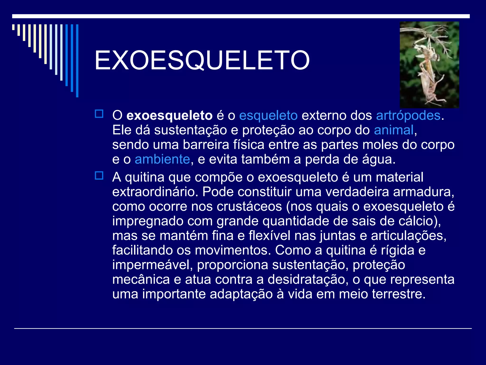EXOESQUELETO
 O exoesqueleto é o esqueleto externo dos artrópodes.
  Ele dá sustentação e proteção ao corpo do animal,
  sendo uma barreira física entre as partes moles do corpo
  e o ambiente, e evita também a perda de água.
 A quitina que compõe o exoesqueleto é um material
  extraordinário. Pode constituir uma verdadeira armadura,
  como ocorre nos crustáceos (nos quais o exoesqueleto é
  impregnado com grande quantidade de sais de cálcio),
  mas se mantém fina e flexível nas juntas e articulações,
  facilitando os movimentos. Como a quitina é rígida e
  impermeável, proporciona sustentação, proteção
  mecânica e atua contra a desidratação, o que representa
  uma importante adaptação à vida em meio terrestre.
 