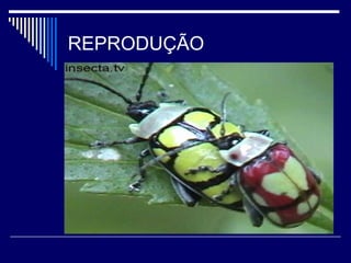 REPRODUÇÃO
 