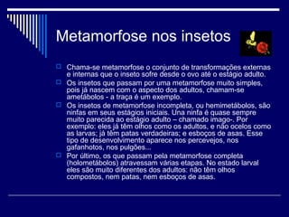 Metamorfose nos insetos
 Chama-se metamorfose o conjunto de transformações externas
  e internas que o inseto sofre desde o ovo até o estágio adulto.
 Os insetos que passam por uma metamorfose muito simples,
  pois já nascem com o aspecto dos adultos, chamam-se
  ametábolos - a traça é um exemplo.
 Os insetos de metamorfose incompleta, ou hemimetábolos, são
  ninfas em seus estágios iniciais. Una ninfa é quase sempre
  muito parecida ao estágio adulto – chamado imago-. Por
  exemplo: eles já têm olhos como os adultos, e não ocelos como
  as larvas; já têm patas verdadeiras; e esboços de asas. Esse
  tipo de desenvolvimento aparece nos percevejos, nos
  gafanhotos, nos pulgões...
 Por último, os que passam pela metamorfose completa
  (holometábolos) atravessam várias etapas. No estado larval
  eles são muito diferentes dos adultos: não têm olhos
  compostos, nem patas, nem esboços de asas.
 