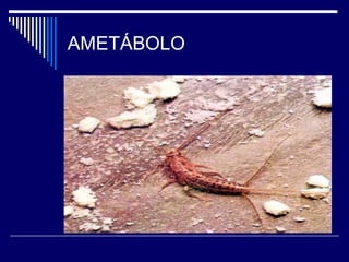 AMETÁBOLO
 