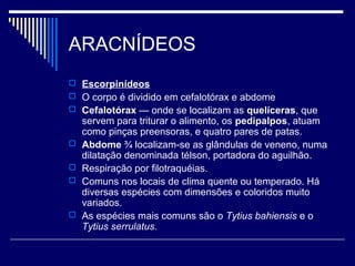 ARACNÍDEOS
 Escorpinídeos
 O corpo é dividido em cefalotórax e abdome
 Cefalotórax — onde se localizam as quelíceras, que
    servem para triturar o alimento, os pedipalpos, atuam
    como pinças preensoras, e quatro pares de patas.
   Abdome ¾ localizam-se as glândulas de veneno, numa
    dilatação denominada télson, portadora do aguilhão.
   Respiração por filotraquéias.
   Comuns nos locais de clima quente ou temperado. Há
    diversas espécies com dimensões e coloridos muito
    variados.
   As espécies mais comuns são o Tytius bahiensis e o
    Tytius serrulatus.
 